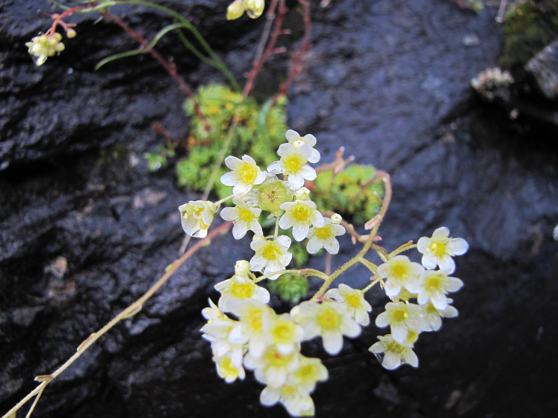 Saxifraga paniculata